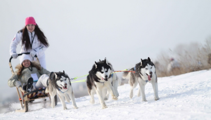 Dog sledding