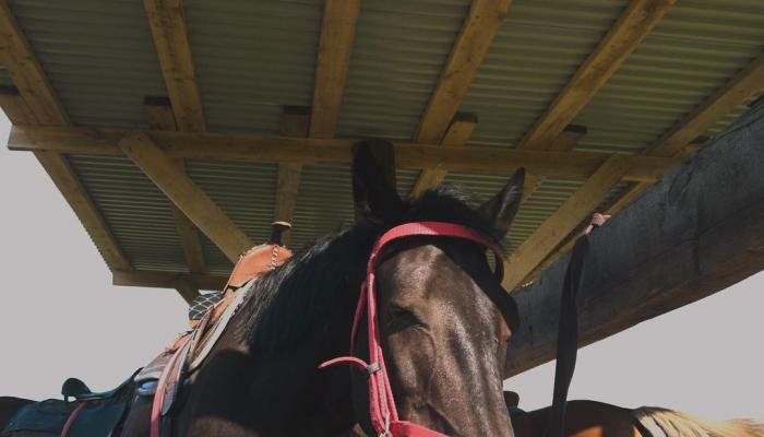 Recreation center Konny Dvor na 22 km