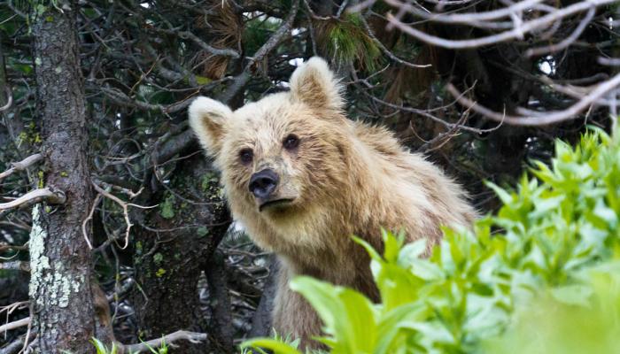 Ecovillage Black Uba