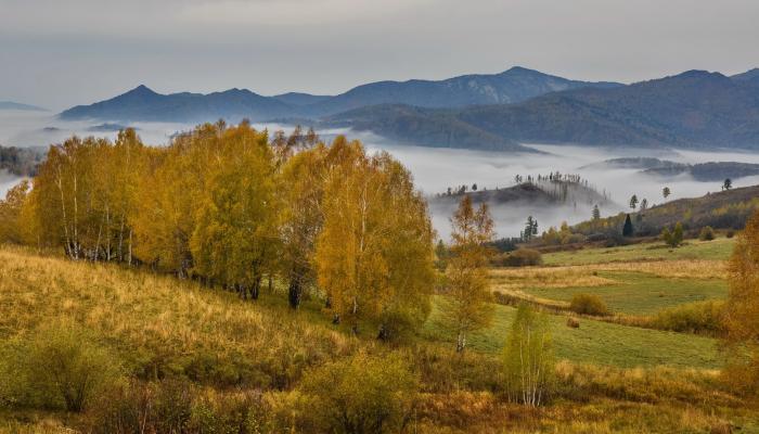 Western Altai Standard