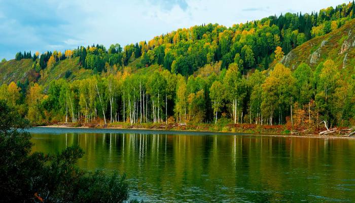 Forests