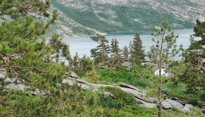 Sinegorskaya fir grove