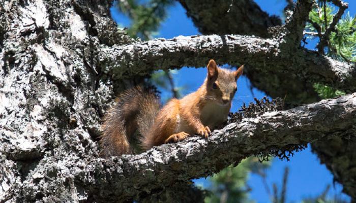 Алешкин тігістері