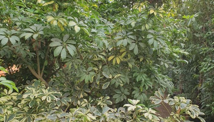 Жерсу жылыжайы